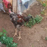 خروس لاری اصل