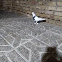 نره دم سیاه رسمی