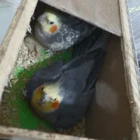 یک جفت عروس هلندی با جوجه