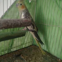 عروس هلندی