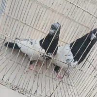 کبوتر کلهدار