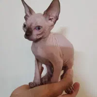 بچه گربه اسفینکس