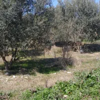 فروش-زمین-باغی