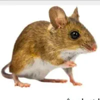 شرکت سمپاشی موریانه ترده ساس موش سوسک گال بیدقالی