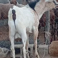 فروش  کهره نر اهویی مست دیوانه نژاد دقلو 27 ت
