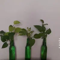 گل پتوس جا شیشه ای با ارسال