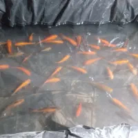 ماهی قرمز مولد