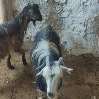 فروش دو راس بز آبستن