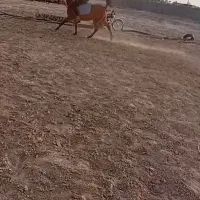 اسب