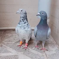 جفتگاه کفتر