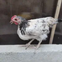 خروس گلین
