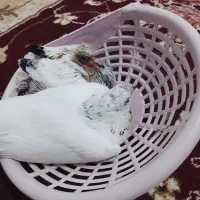 یک کفتر پتی با یک جوجه معامله می‌زنم با مرغ