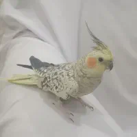 عروس هلندی ماده آماده