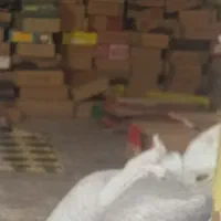 خرید کده به صورت نقد با بالاترین قیمت