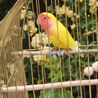 یک عدد مینا و یک کوتوله برزیلی