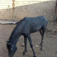 یک عدد اسب نریون مشکی