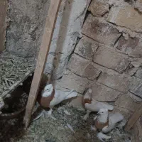جفت طوقی زرد ۱۵۰۰ درخدمتیم
