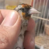 جوجه قناری اوپال و سهره نرو ماده نشوندار