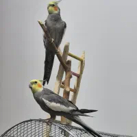 قبول واگذاری طوطی