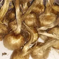 خریدار پیاز زعفران درشت و بدون خاک
