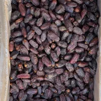 خرمای مجول مشکی