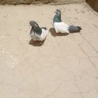 کبوتر کله دار