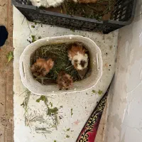 خوکچه هندی سالم فشن یکجا
