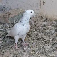طوقی