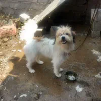 سگ پا کوتاه