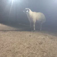 ویس