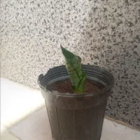 گل گندمی و سانسوریا پاکوتاه