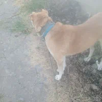 سگ نگهبان برا ی گله داری