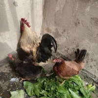 مرغ و خروس