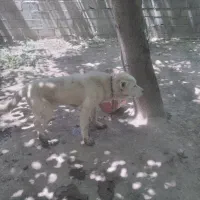 سگ پژدر