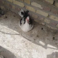 غاز جوجه لاری واردک خارجی