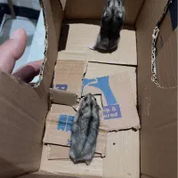 همستر کمپل دوماهه