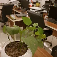 قبول وکالت مالیاتی اشخاص حقیقی و حقوقی