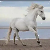 خرید و فروش اسب