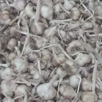 سیر تویسرکان