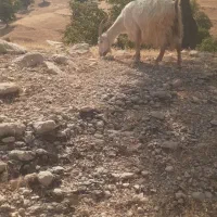 بز با کهره