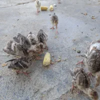 جوجه بوقلمون