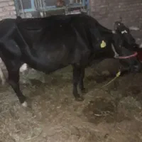 گاو