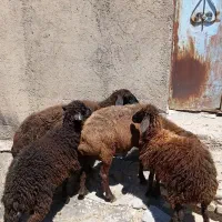 دوعدد گوسفند ننه بالاجوان