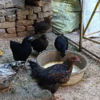 جوجه محلی