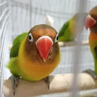 طوطی برزیلی دستی