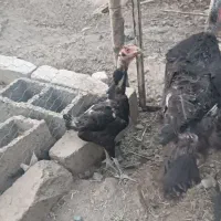 مرغ