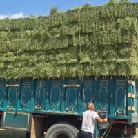 خریدار یونجه و تسویه آنی