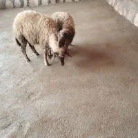 دو عدد بره ماده ذوله ای اصل باب داشت یا قصابی