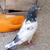 کبوتر تیدی