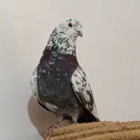 کفتر تهرونی پرشی شازده ماده